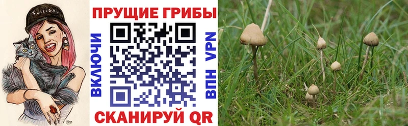 Псилоцибиновые грибы прущие грибы Купить закладки Гвардейск